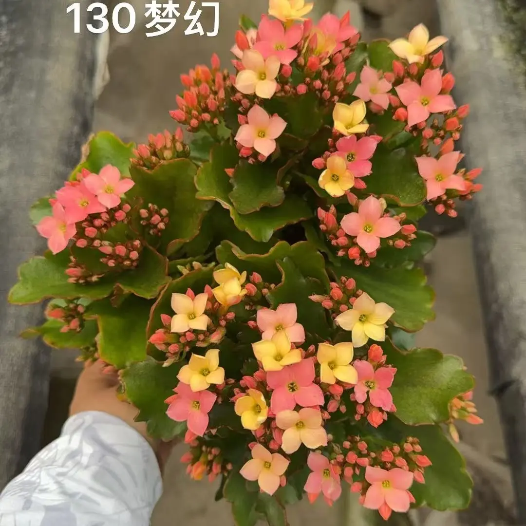 梦幻130大盆变色款