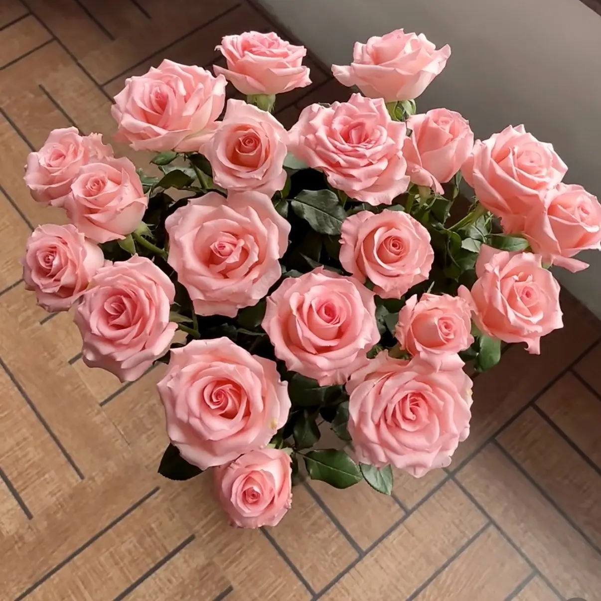 1加仑盆【黛安娜】月季玫瑰直播云南精品盆栽花卉四季开花好养好种