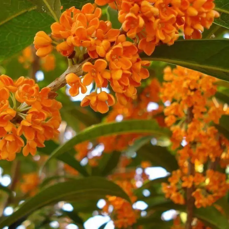 四季桂花树苗浓香型盆栽适合室内外庭院阳台种植