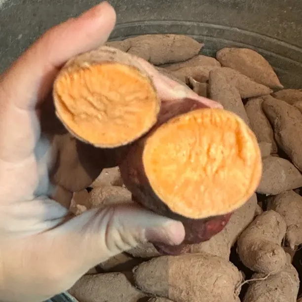 红心蜜薯新鲜软糯香甜无丝糖心番薯