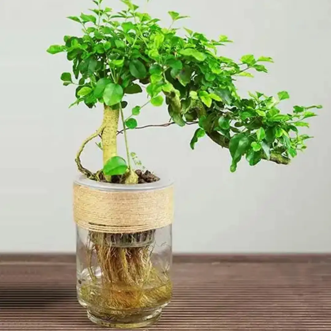 水培小叶女贞盆景提根造型四季常绿办公室桌面绿植好养