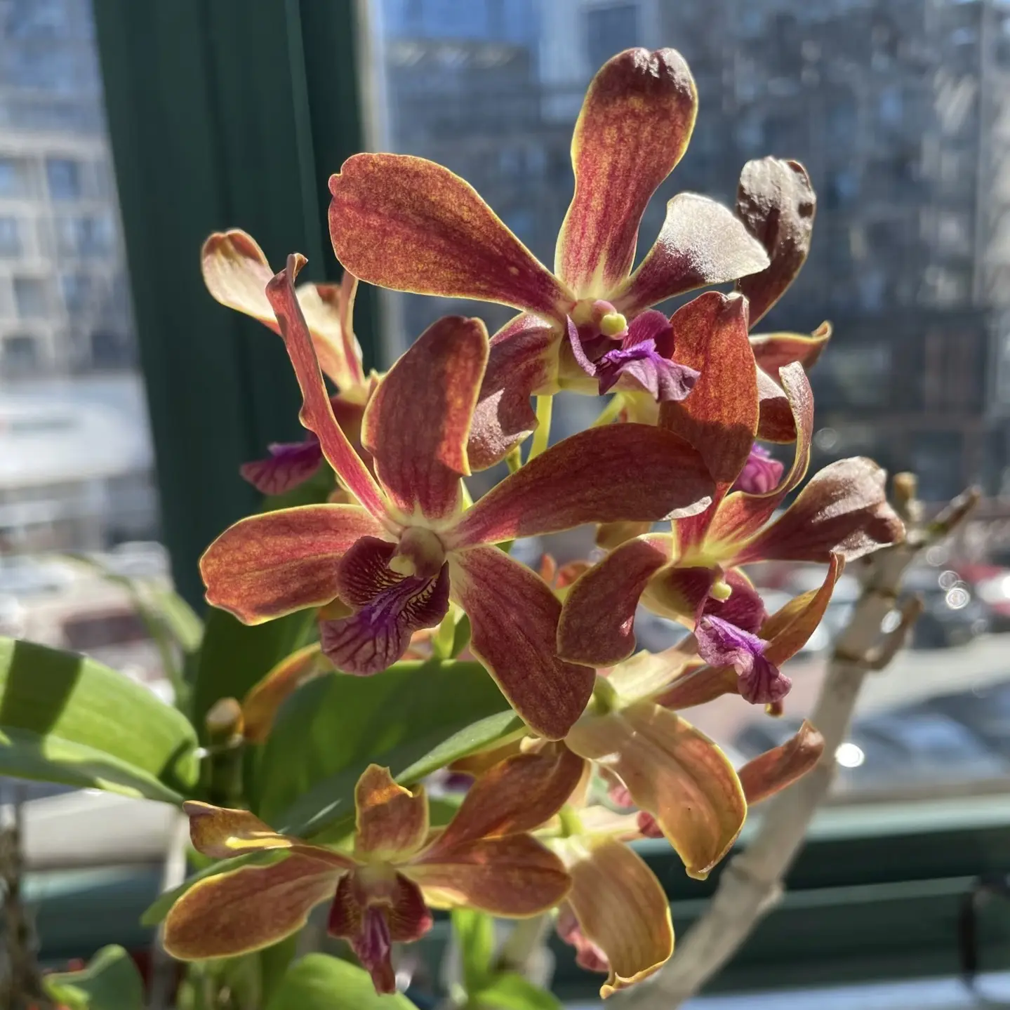 《巧克力》泰国秋石斛（苗）盆栽