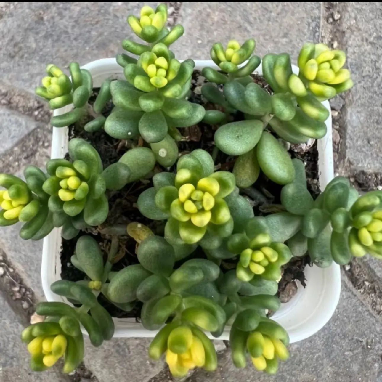 大糖米锦多肉植物老桩适合新手室内外好养盆栽