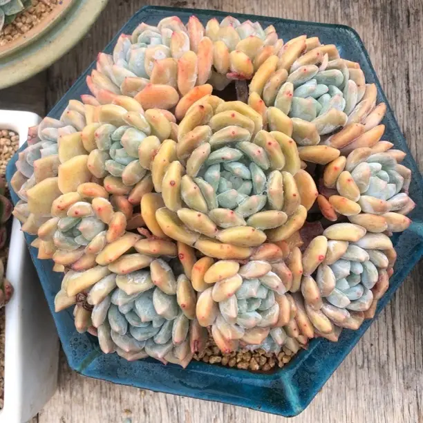 精控冰橙无砍大群