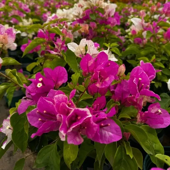 （彩色三角梅盆花四季开花）发货途中容易掉花掉叶子，建议者慎拍！