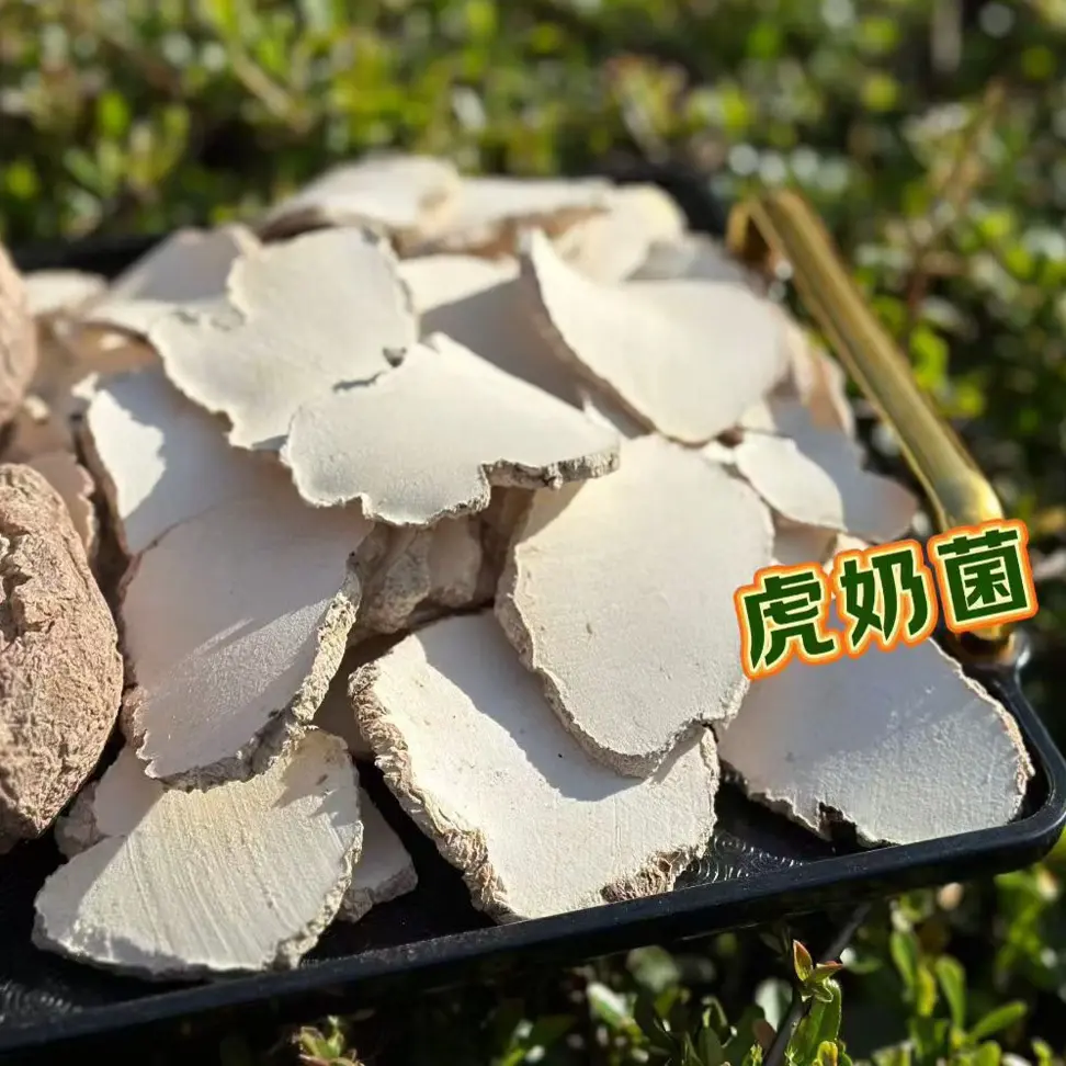 小夏优选虎奶菌干货熬水炖汤的虎乳茯苓菌