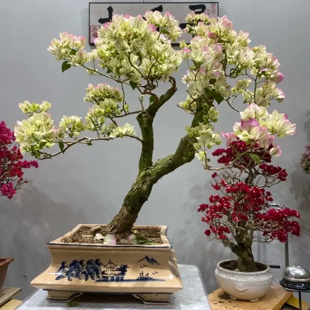 三角梅盆景一物一拍