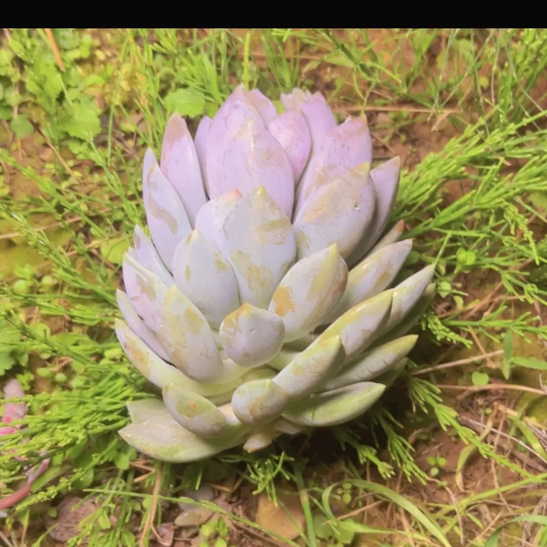 胖美人大砍头多肉新手好养适合室内外养殖