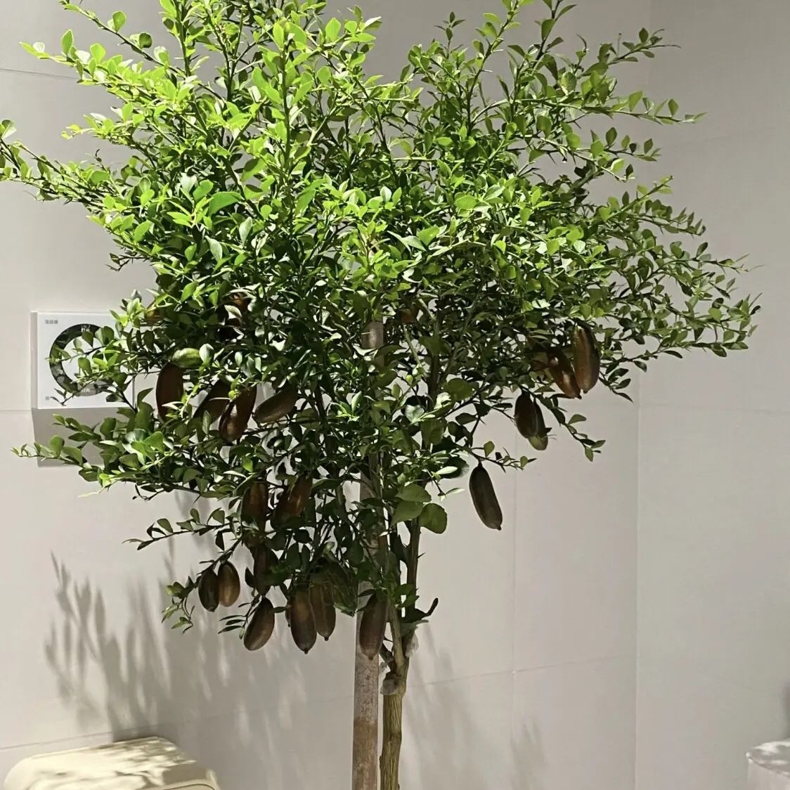 澳洲红槟手指柠檬适合家庭摆放