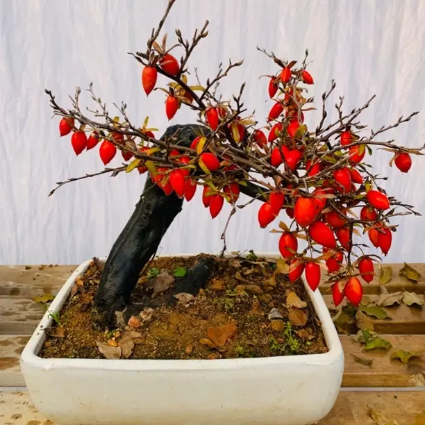 老鸦柿造型盆景室内外绿植盆栽好养