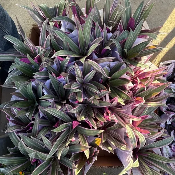 紫露兰盆栽四季绿植吊兰阳台懒人种植好养室内净化空气花卉