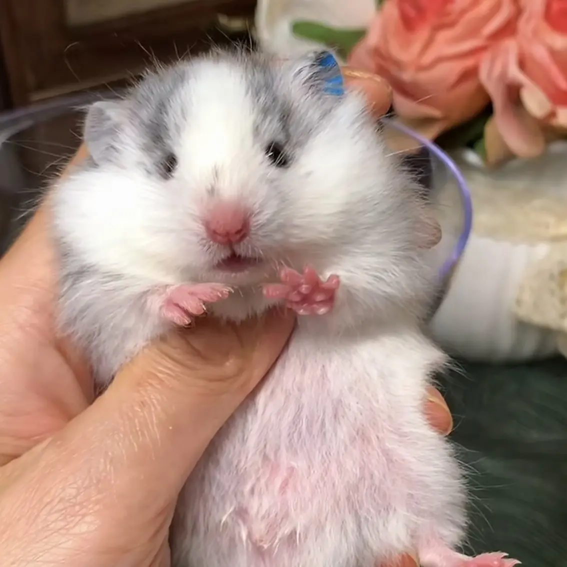 家养温顺可爱可上手长毛金丝熊与短毛仓鼠宠物