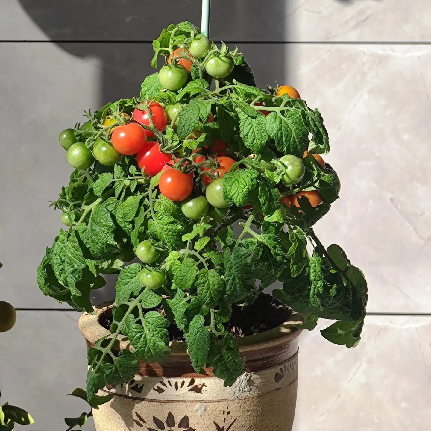 矮生番茄种苗千禧西红柿圣女果四季盆栽阳台蔬菜可观赏食用