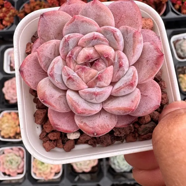 多肉植物精品5 颗一组专拍链接