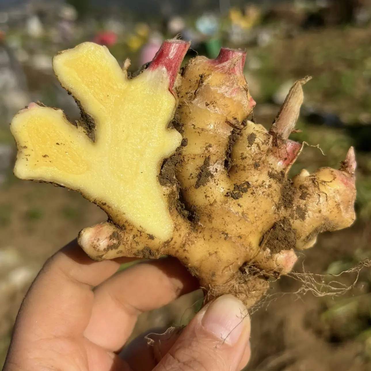云南高山小黄姜 新鲜现挖大集