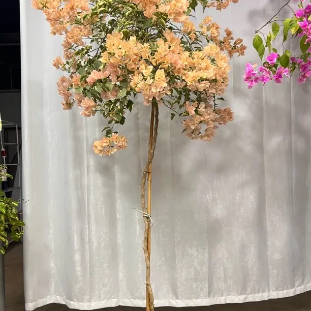 马斯三角梅勤花飘枝爬藤室内外可养易活易开花植物花卉盆栽