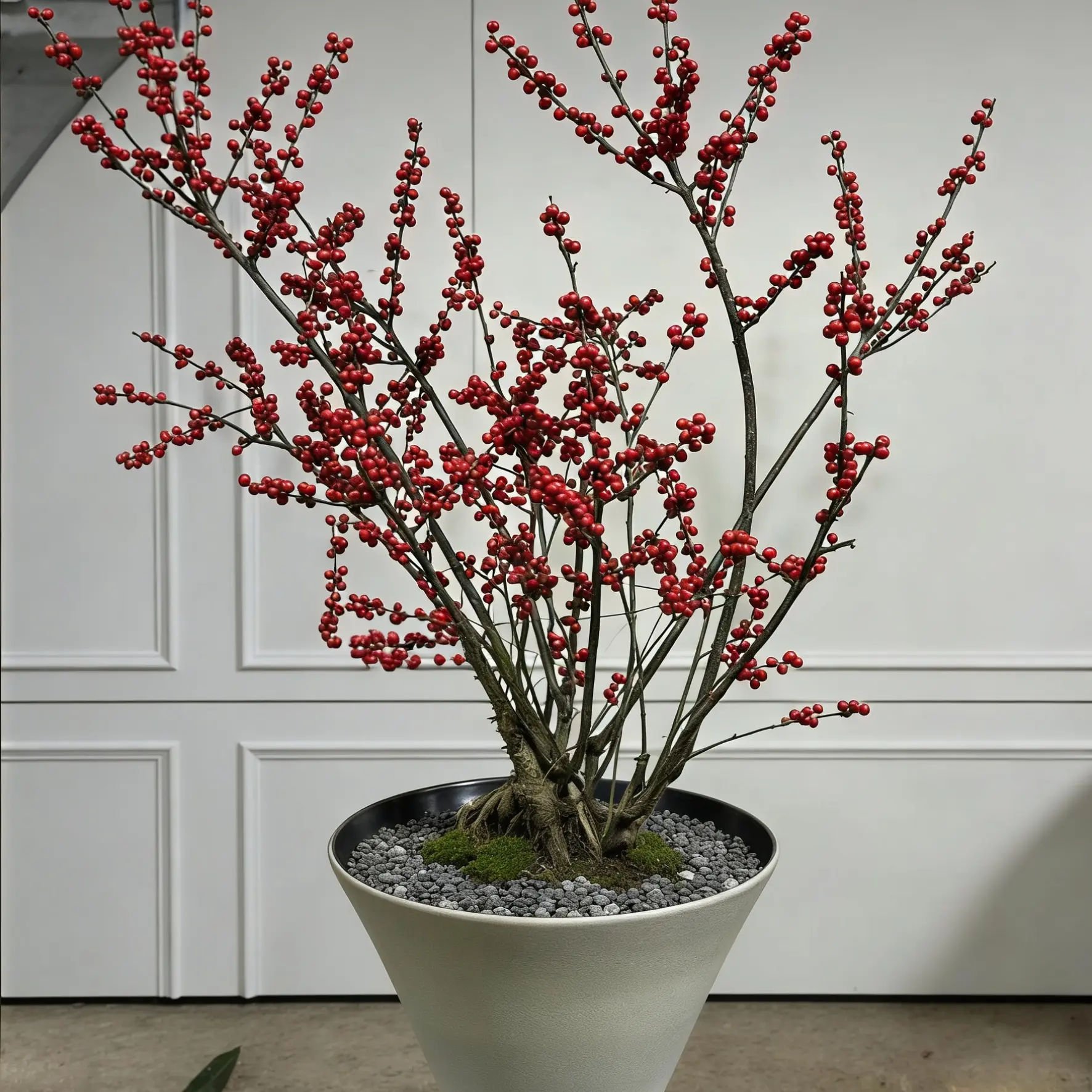 绿植【冬青带瓷盆】送货上门