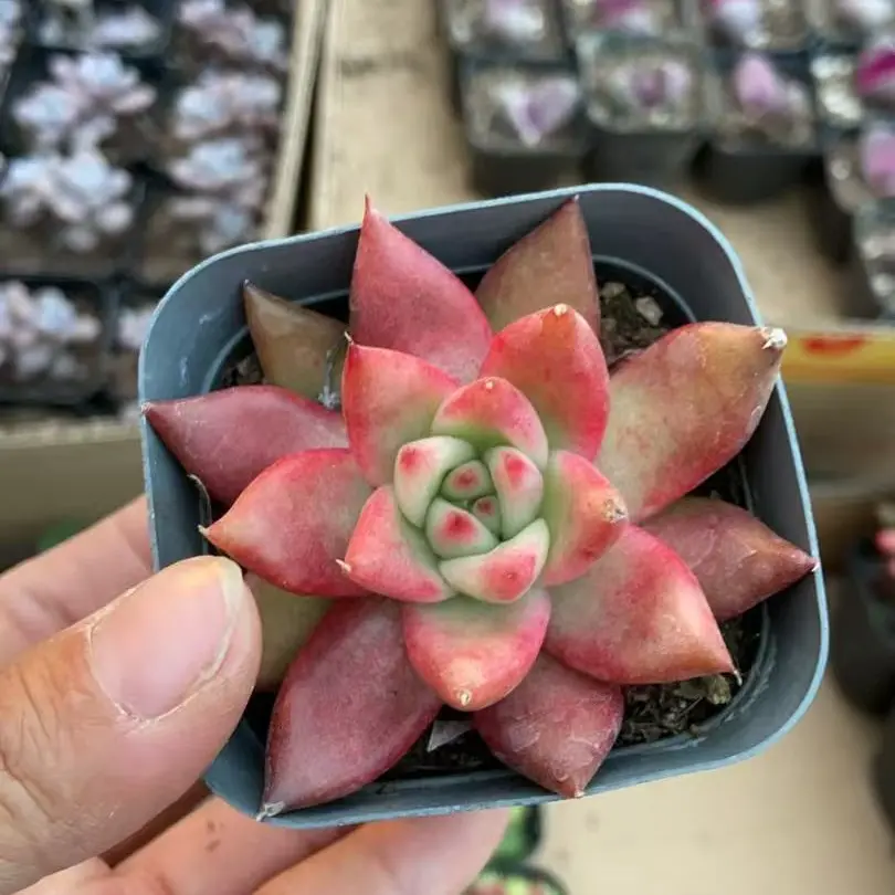 红色弗兰克稀有多肉（随意两单发货）