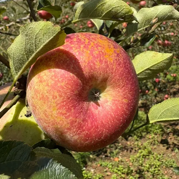 云南蒙自西北勒冰糖心丑苹果新鲜现摘脆甜多汁水果产地直发