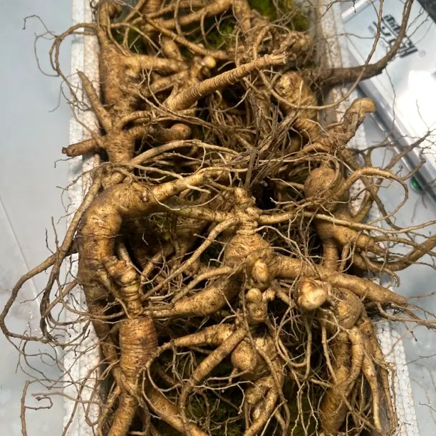 新鲜长白山林下参