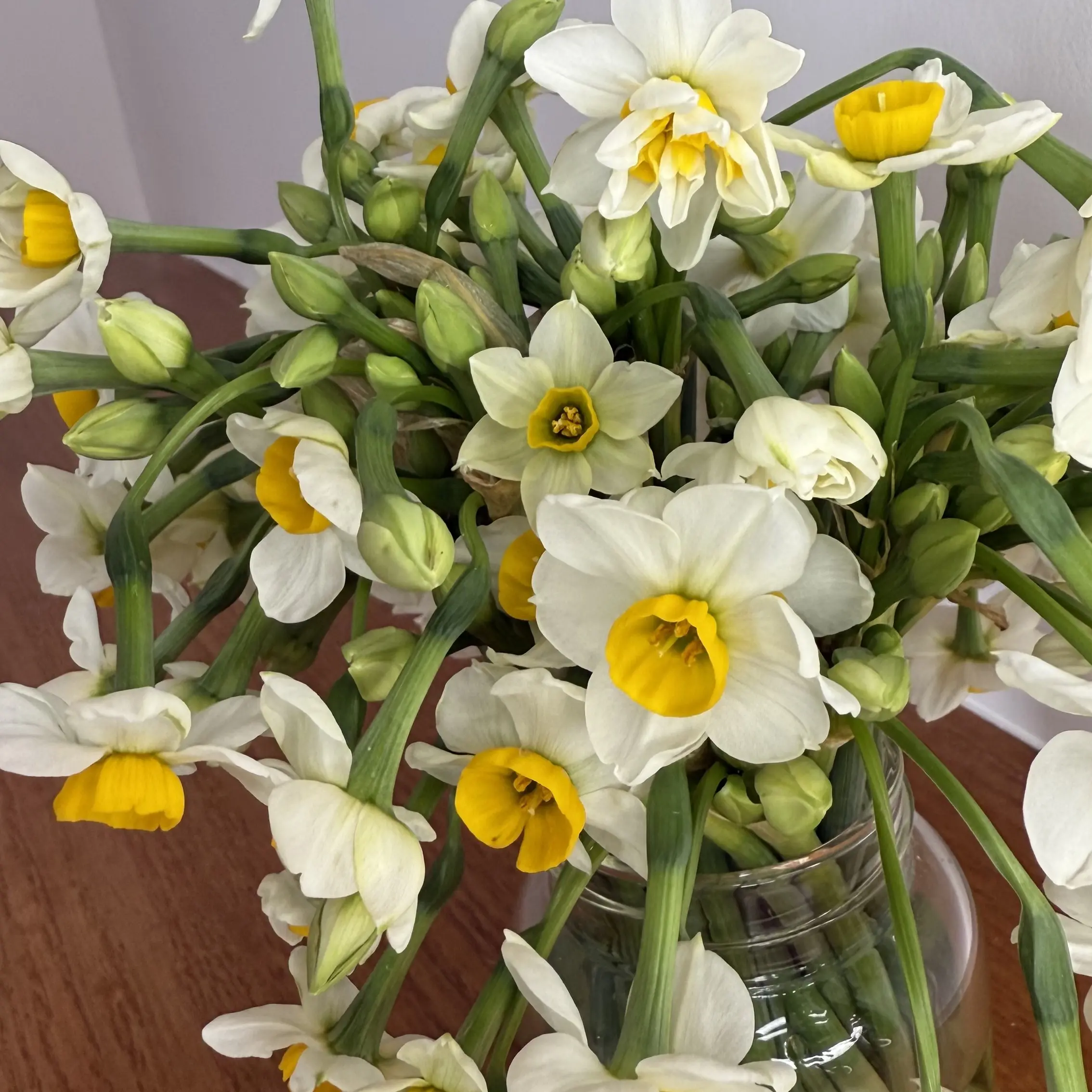 浓香水仙花鲜切花水养易活家用办公插花装饰