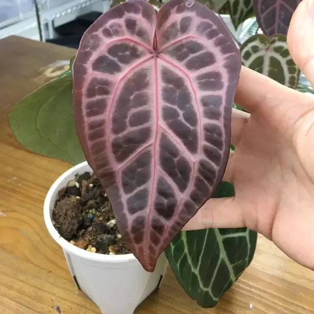 红水晶室内好养耐阴的花烛绿植盆栽四季可养