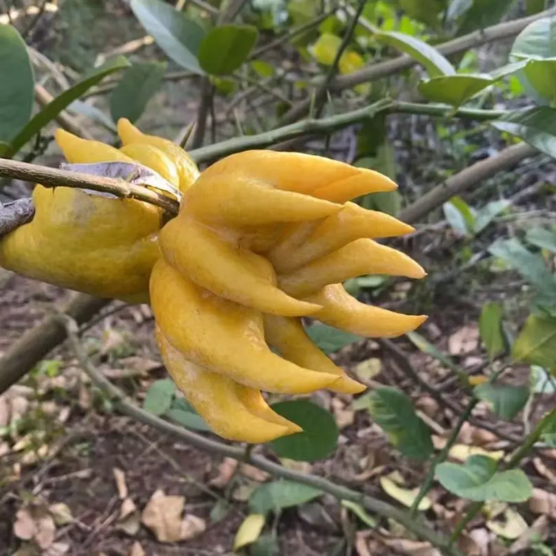 佛手水培  四斤佛手花 四川佛手绿植摆件