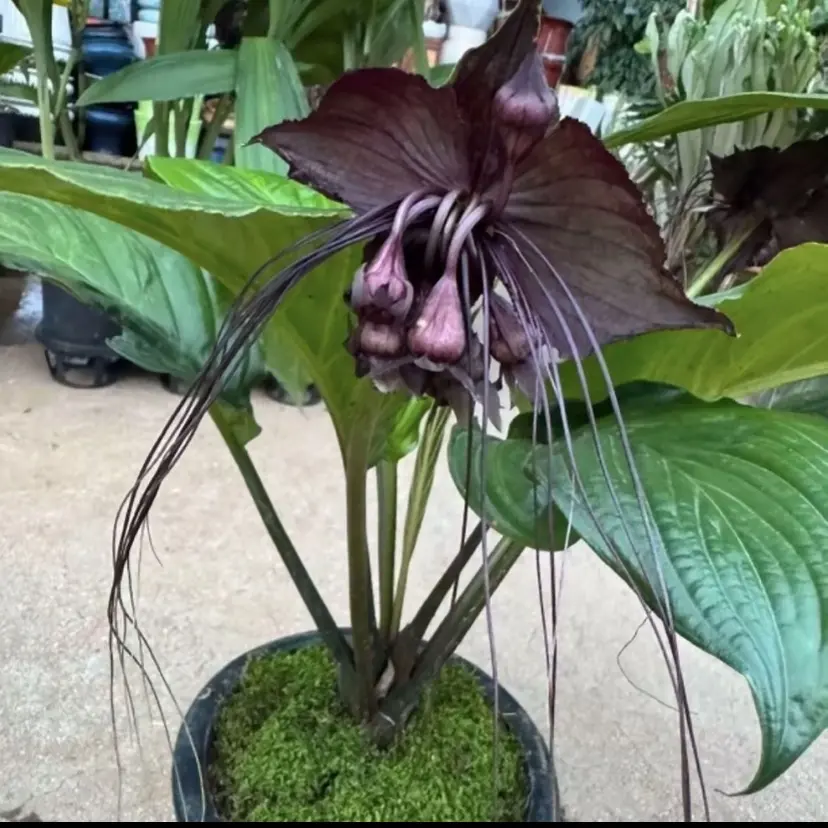 云南边境特有绿植老虎须可室内阳台养殖