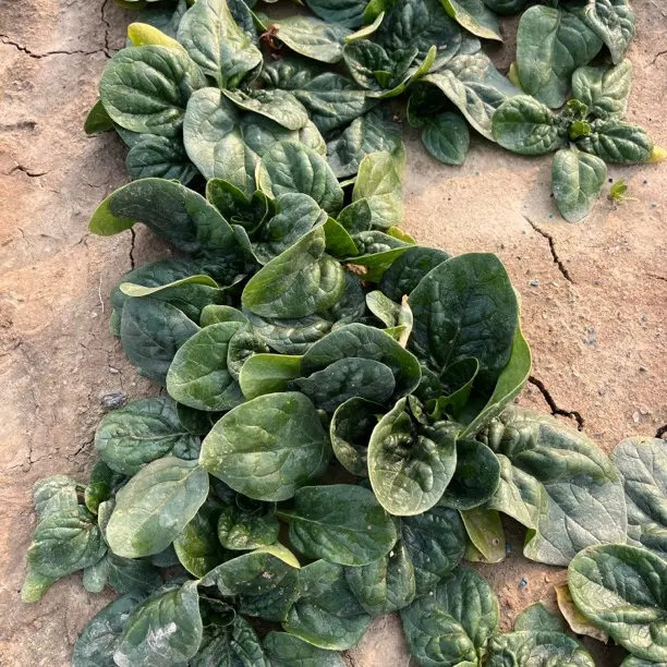河南露天霜打趴地笨菠菜矮菠菜矮脚小菠菜新鲜老爷爷
