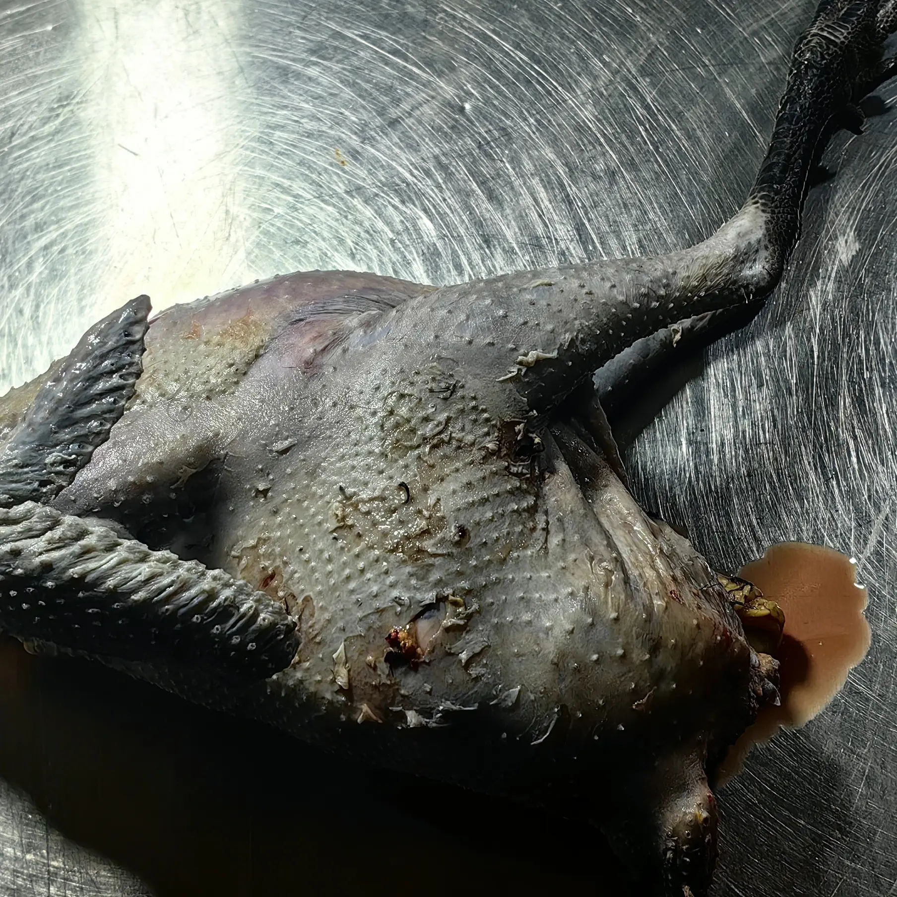 农村散养五黑鸡母鸡