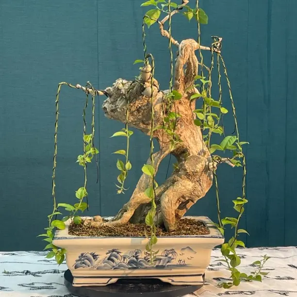 三角梅盆景老桩半张皮绿植花卉美观盆栽碳化镂空