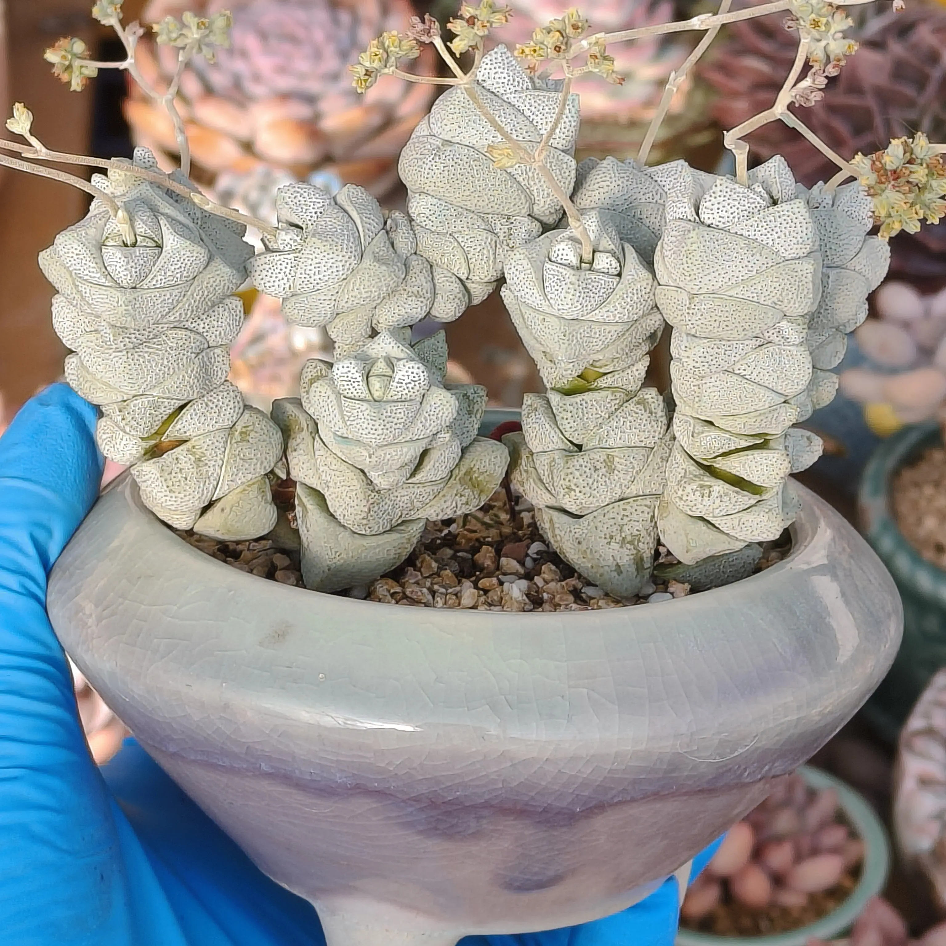 稚儿姿大群不含盆多肉植物稀有贵货招财好养室内迷你小盆栽