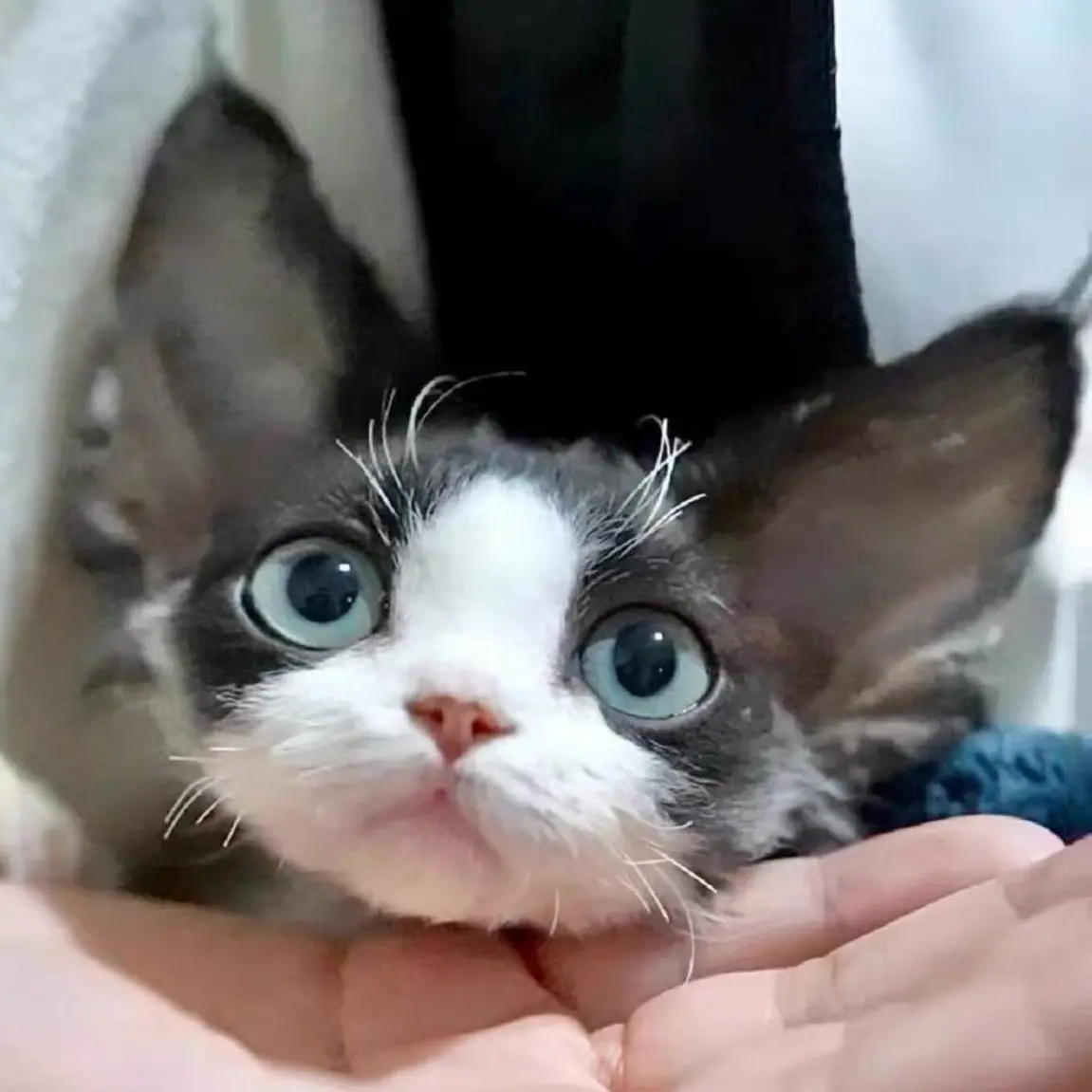 甜饼家德文卷毛猫 活体猫咪