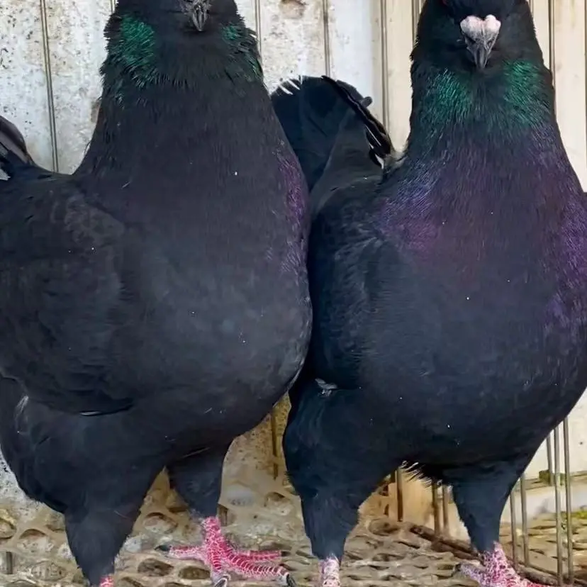 黑元宝，圆环（直播间）以直播间实物为准，可食用