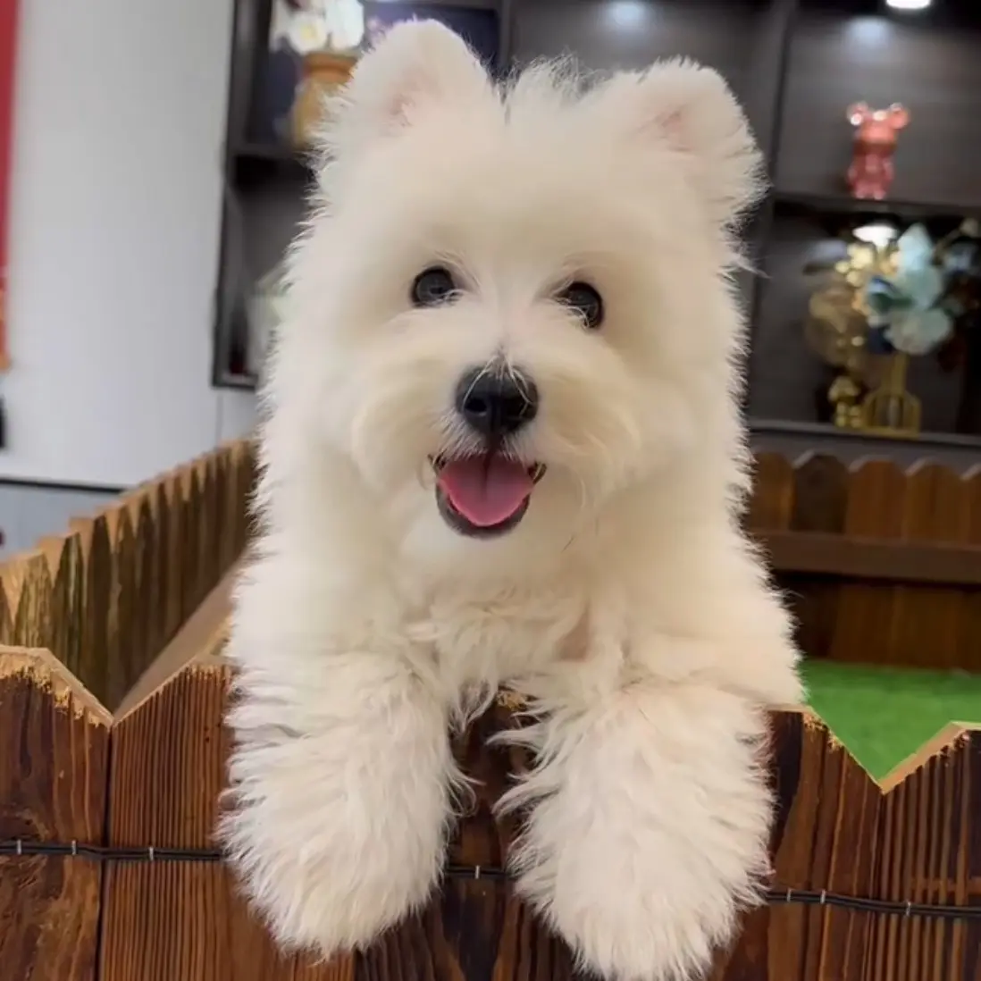 狗狗通用定金链接，拍下即为狗狗定金，非狗狗健康问题不予退还！