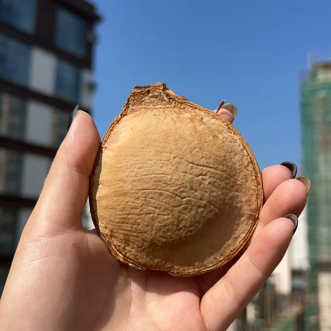 榼藤豆荚娃娃干料直接拍下随机发货（图片不是实物满20包邮）