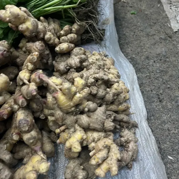 云南小黄姜新鲜现挖月子姜辛辣美味山地种植生姜