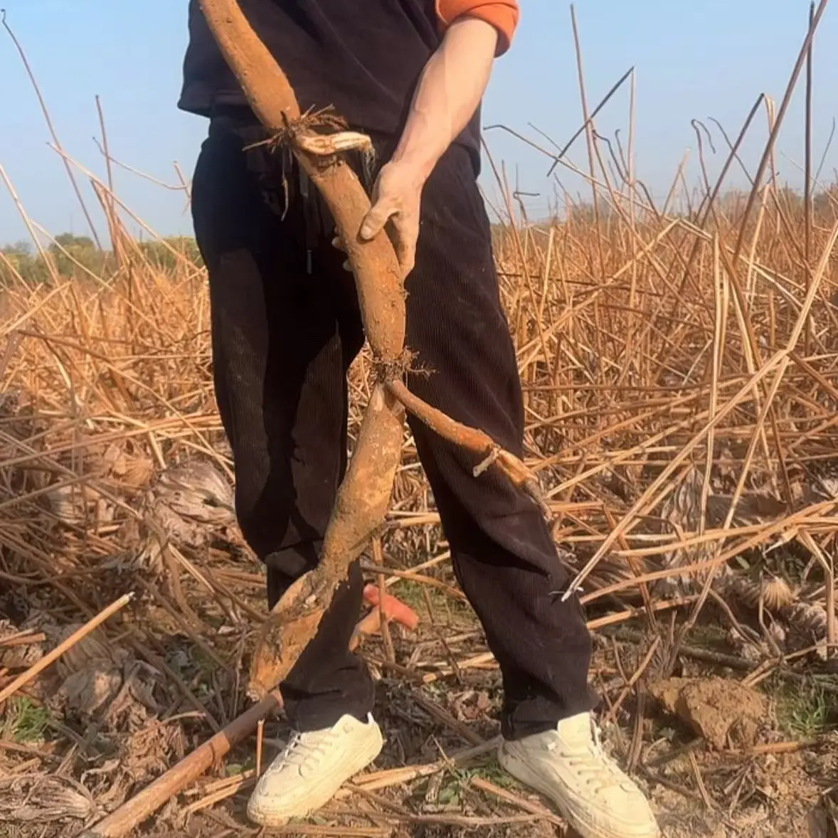 南昌现挖野藕中部偏粉