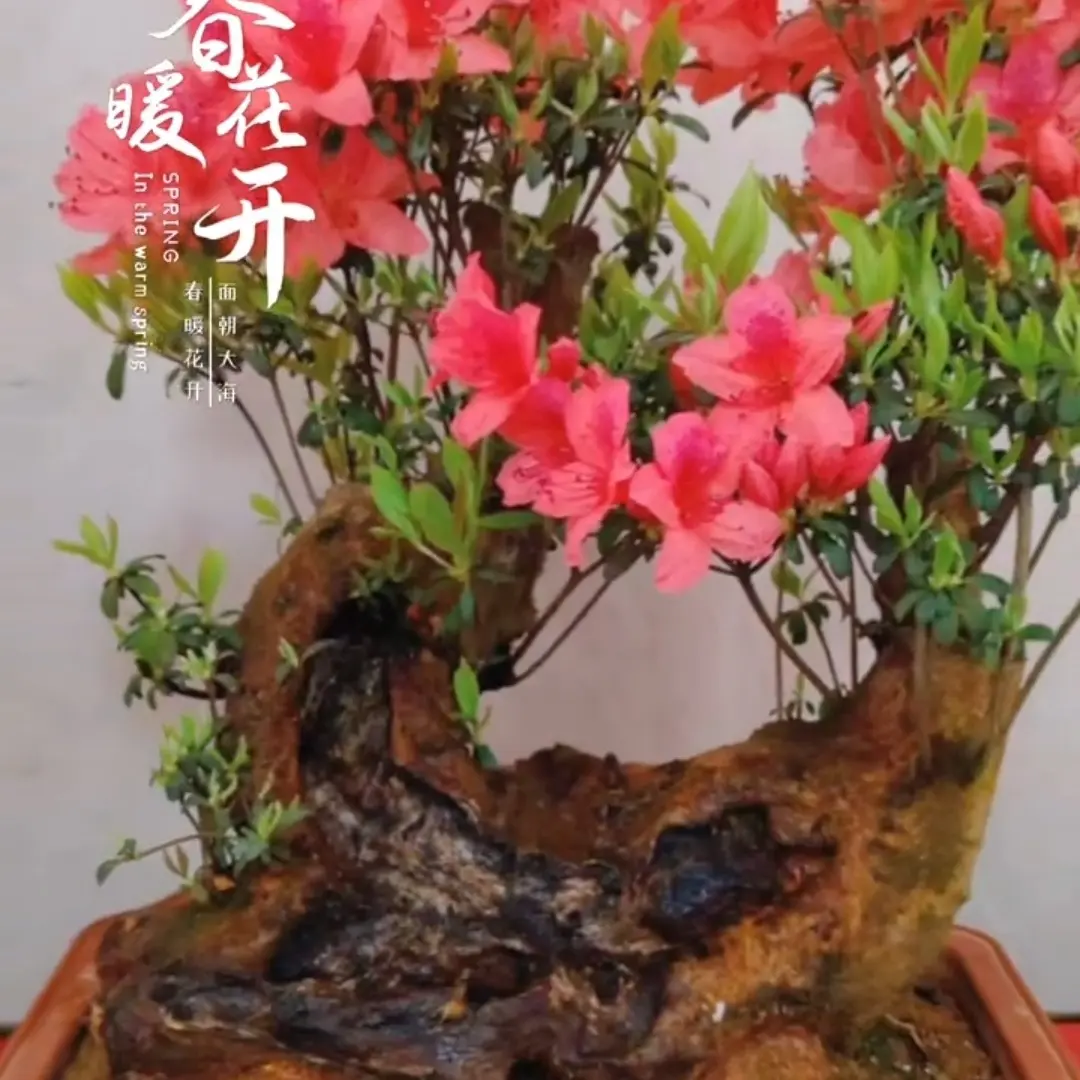 杜鹃花老桩盆景园艺原生态好养护盆栽花卉植物