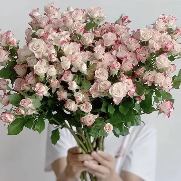 折射泡泡多头小玫瑰鲜切花云南基地直发水养鲜花