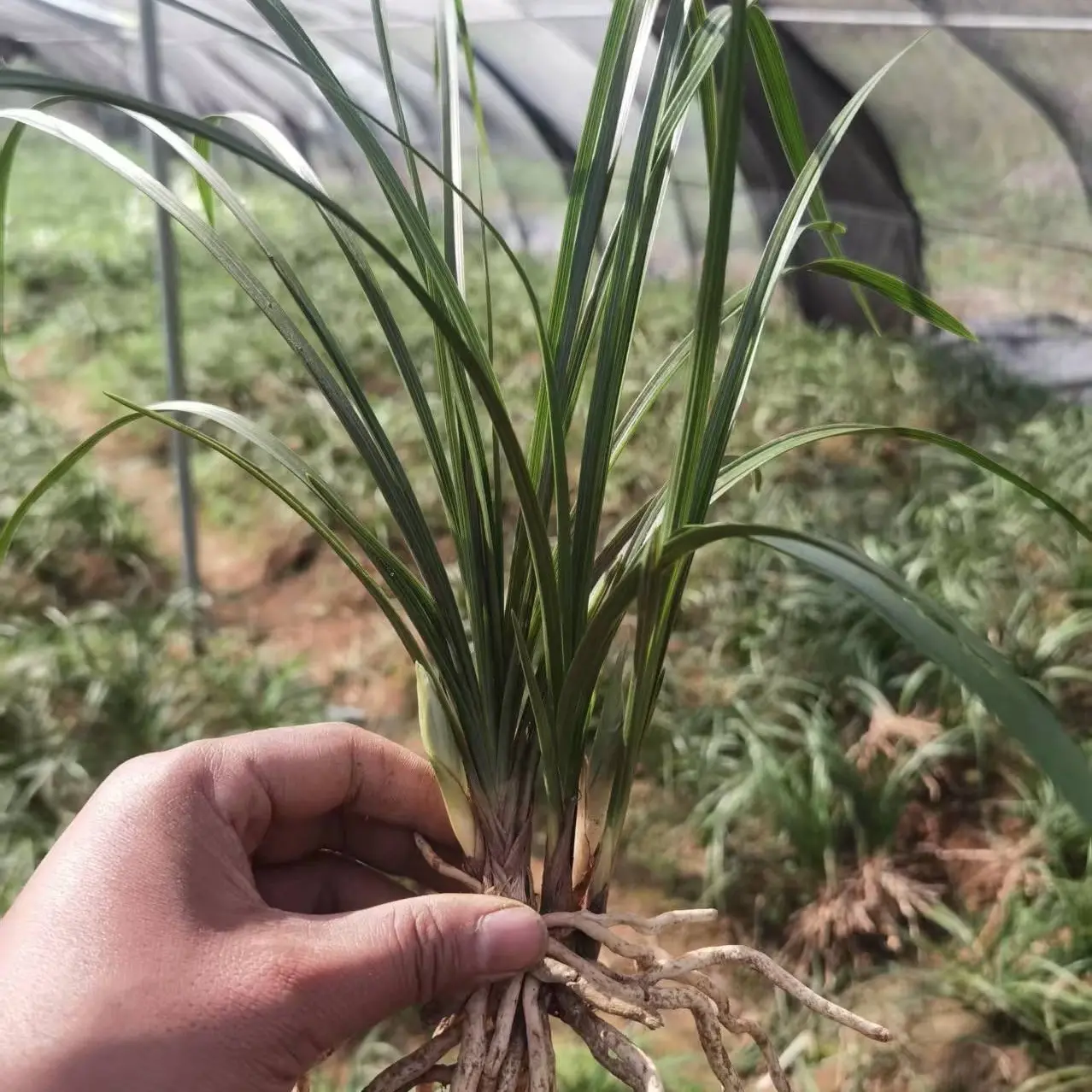 随州蕙兰（九节兰）盆景自然苗浓香花卉适合桌面摆放兰花苗