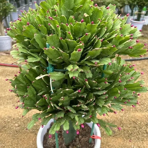 野生三角柱嫁接两层蟹爪兰盆栽室内四季开花花卉植物