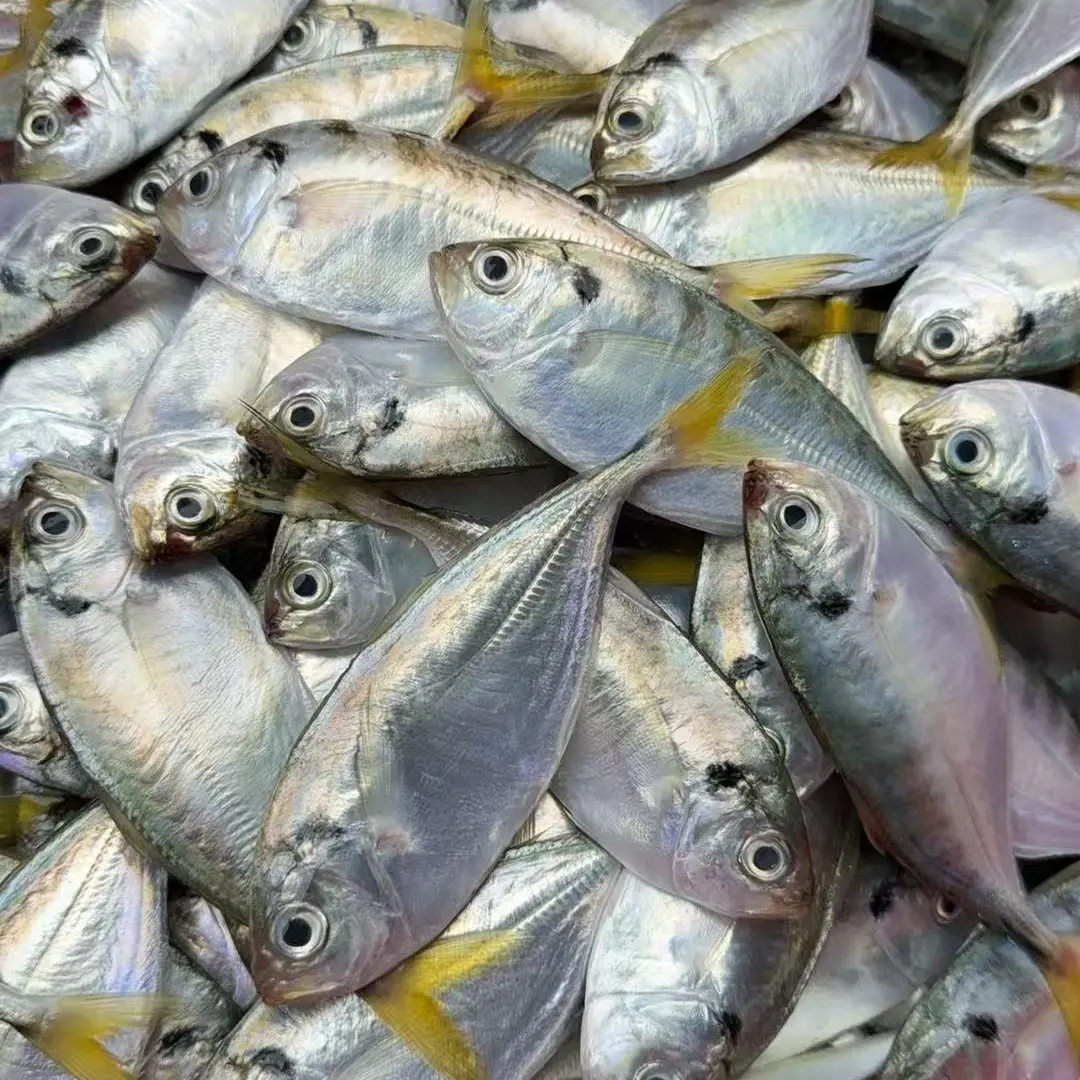 广东湛江外罗渔港天然野生海捕小结尾鱼