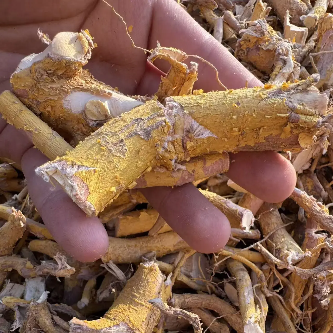 福建闽清高山采挖黄皮杜中土杜中清洗干净切段晒干