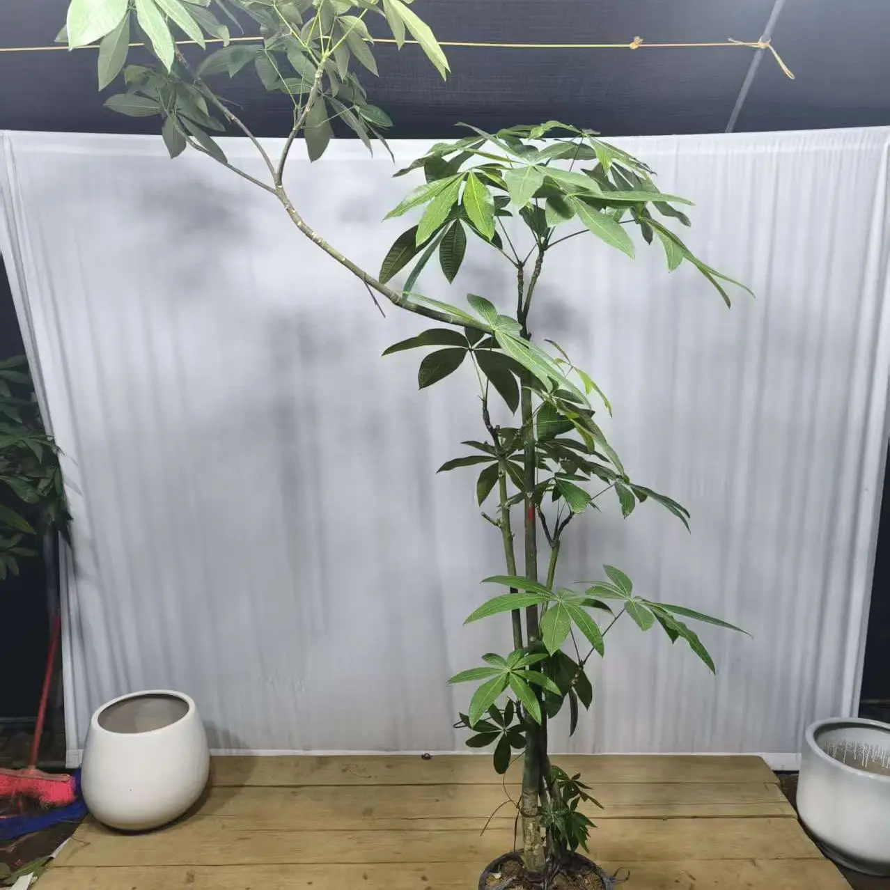 原生步步高发财树大型绿植盆栽室内净化空气好养活适合客厅装