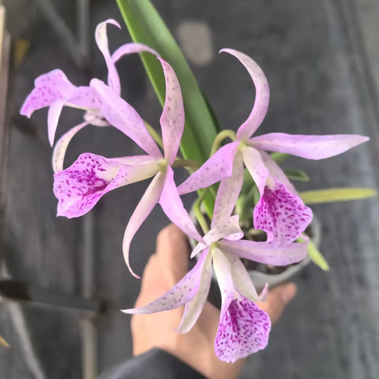 原生种卡特兰麦凯