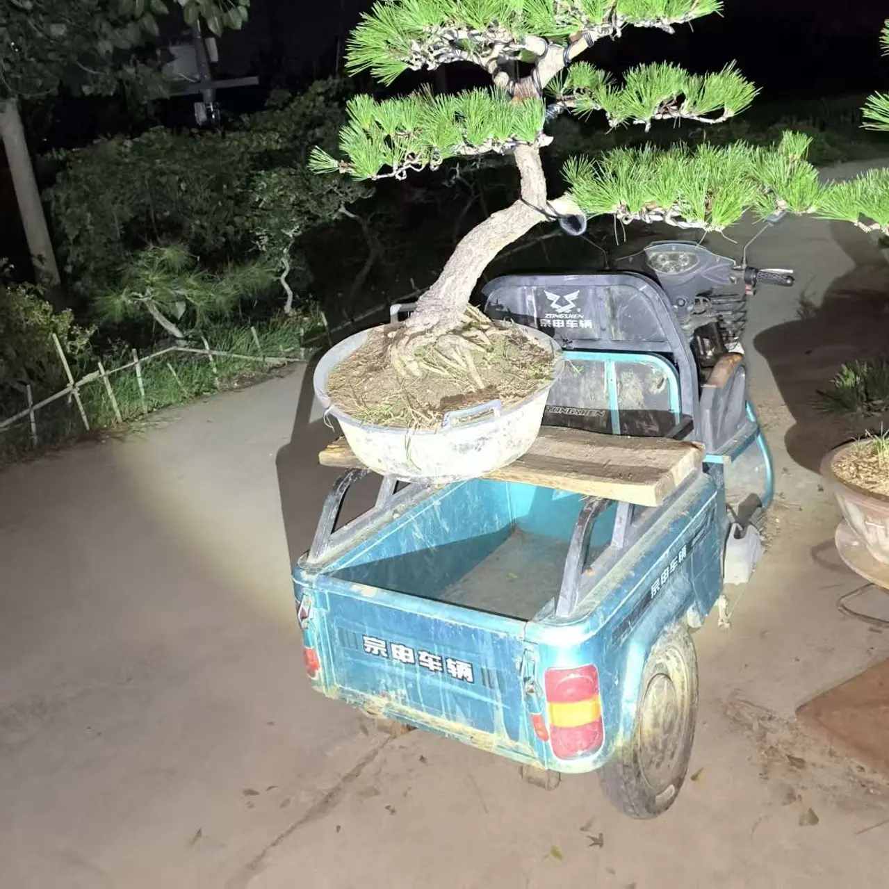 迎客松盆景花卉室内外种植四季常青耐寒松树盆栽