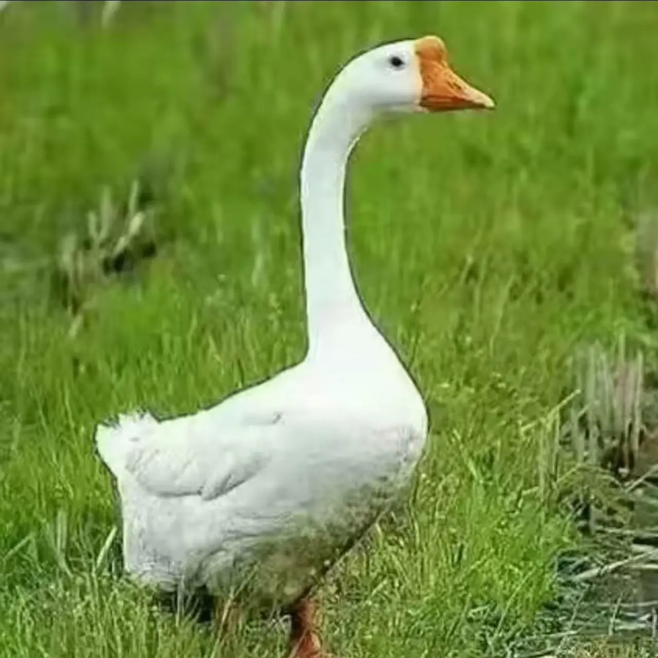 农村散养大白鹅6.5～7.5斤溜达鹅笨大鹅现杀带心肝肫新鲜鹅肉