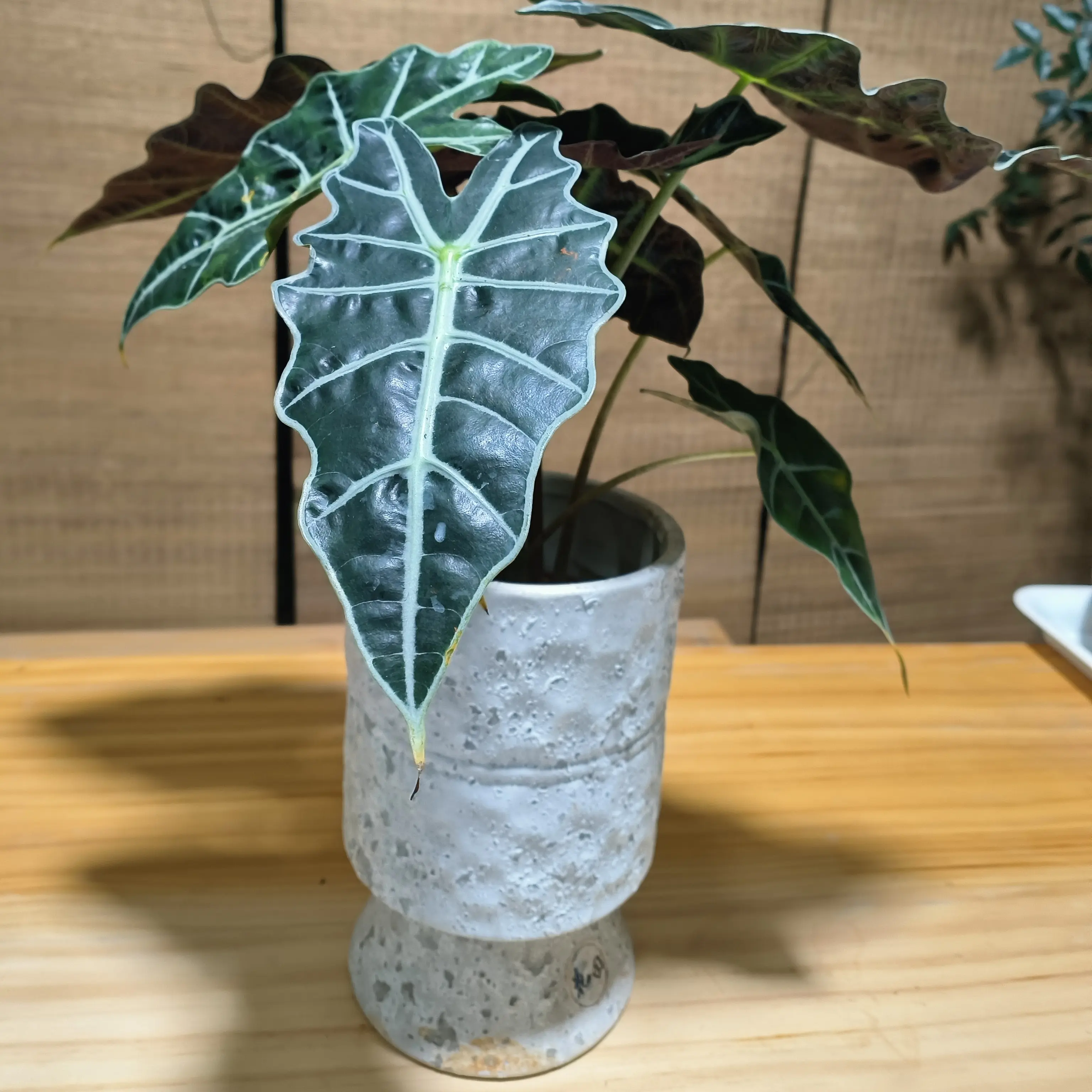 好养的海芋室内绿植可净化空气