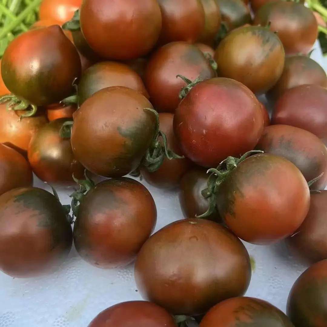 紫宝石盘锦碱地现摘铁皮番茄柿子可生吃酸甜可口多汁水果